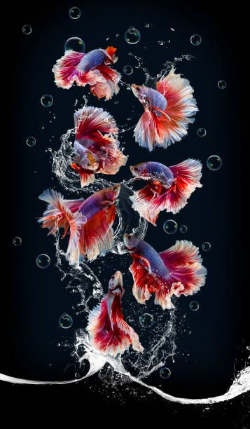 istock Fighting fish jump on the air with water splash. 1327261263