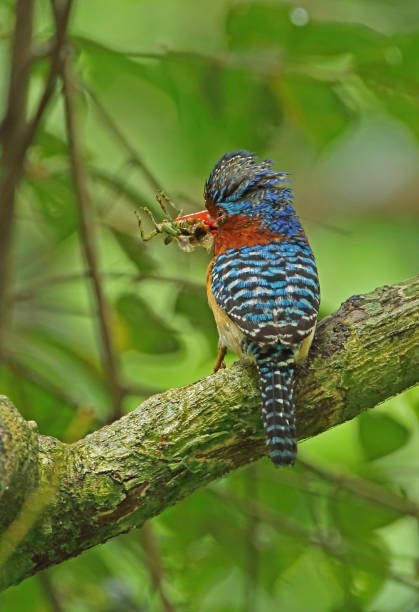 istock Banded Kingfisher 1327261366