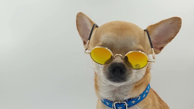 Dog In Sunglasses on isolated white