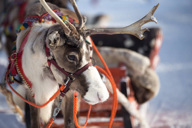reindeer with sleigh stand on snowy day. - ding imagens e fotografias de stock