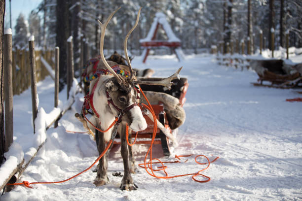 istock Reindeer with sleigh stand on snowy day. 1327261841