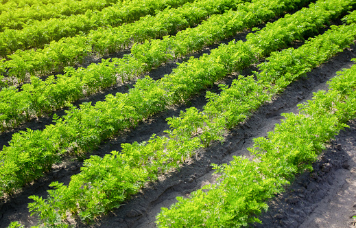 Rows of carrots plants. Agro-industrial growing of organic vegetables. Agronomy. Farming olericulture. Cultivation and care, harvesting. Farmland