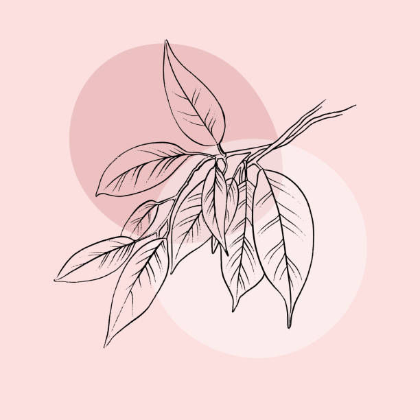 ilustrações, clipart, desenhos animados e ícones de fundo floral vetor com ramo desenhado à mão e folhas. - vector branch leaf affectionate