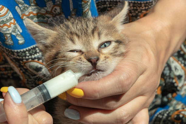 a small kitten is fed with a syringe - kitten newborn animal domestic cat feline imagens e fotografias de stock