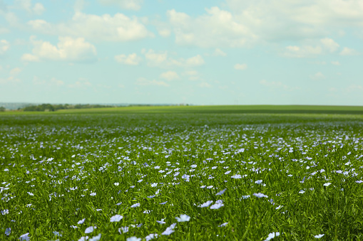 Picturesque view of beautiful blooming flax field