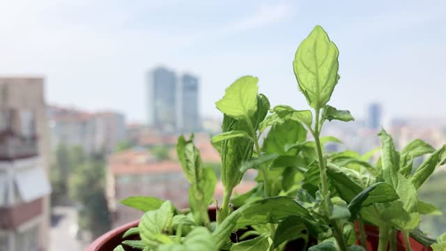 mint leaves in the pot by window at home