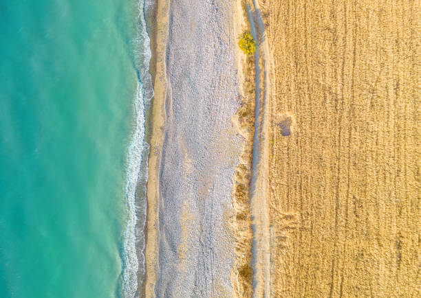 istock Wheat field and unpaved road along sand beach, drone view directly above 1327266645