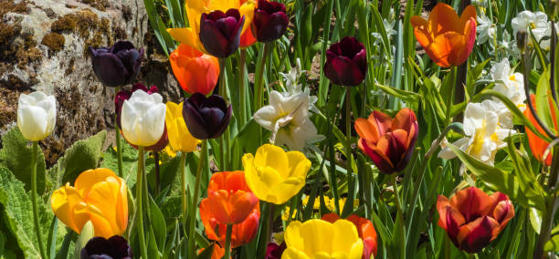 istock Panorama of garden Tulips 1327266931