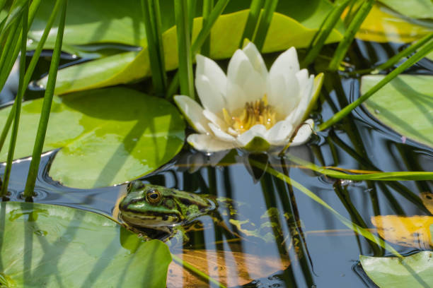 istock Frog climbs on Leaf in Front of white Waterlily 1327266983