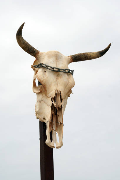 istock animal skull on wooden post 1327266993