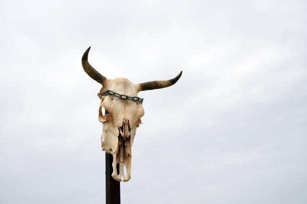 czaszka zwierząt na drewnianym słupku - horned death dead texas longhorn cattle zdjęcia i obrazy z banku zdjęć