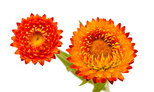 Flowers of Xerochrysum bracteatum,  golden everlasting or strawflower, isolated on white background