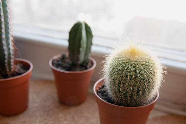 istock a few small cacti on the windowsill 1327268800