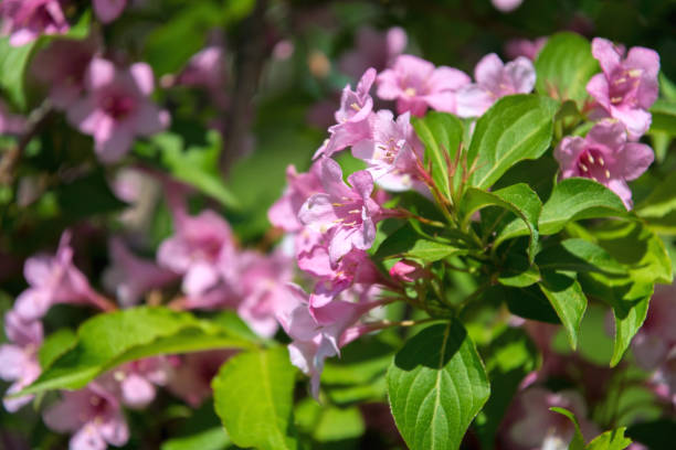 розовые нежные цветы вайгела в весеннем саду - honeysuckle pink фотографии стоковые фото и изображения