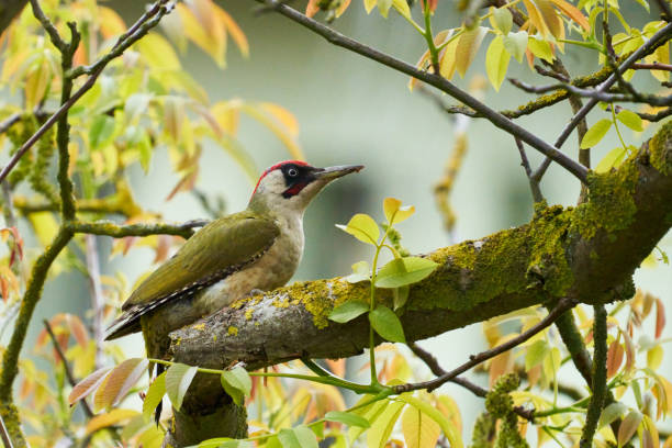 kuvapankkikuvat ja rojaltivapaat kuvat aiheesta kaunis lintu, euroopan vihreä tikka lähikuva (picus viridis), lintu puussa - european green woodpecker