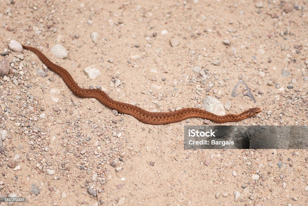 Copper colored viper on gravel road Copper colored viper on gravel road. Animal Stock Photo