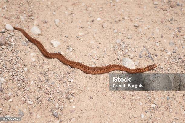 Copper Colored Viper On Gravel Road Stock Photo - Download Image Now - Animal, Animal Body Part, Animal Skin