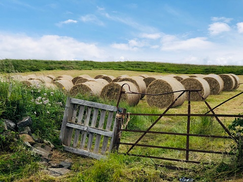 Summer Bales of Hay