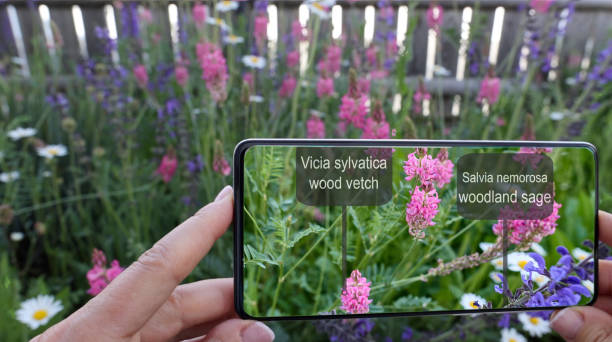 Using augmented reality for plant identification of Vicia sylvatica and Salvia nemorosa stock photo