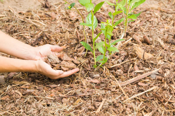 giovane donna adulta mani mettendo pacciame di legno secco sul cespuglio di mirtilli in giardino. primo piano. - planting tree human hand women foto e immagini stock