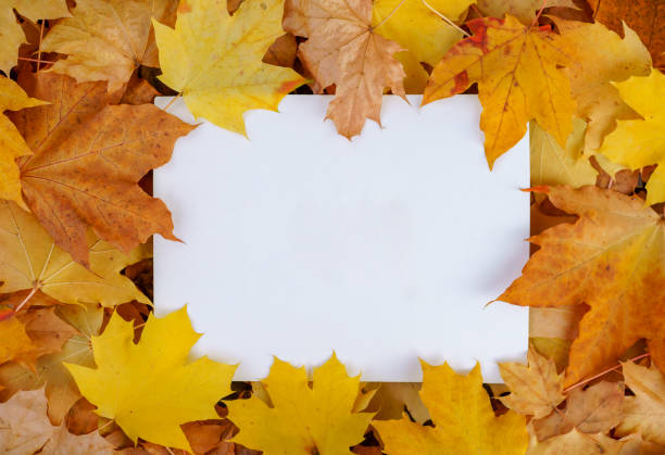 tarjeta de felicitación de otoño - full frame close up brown day fotografías e imágenes de stock