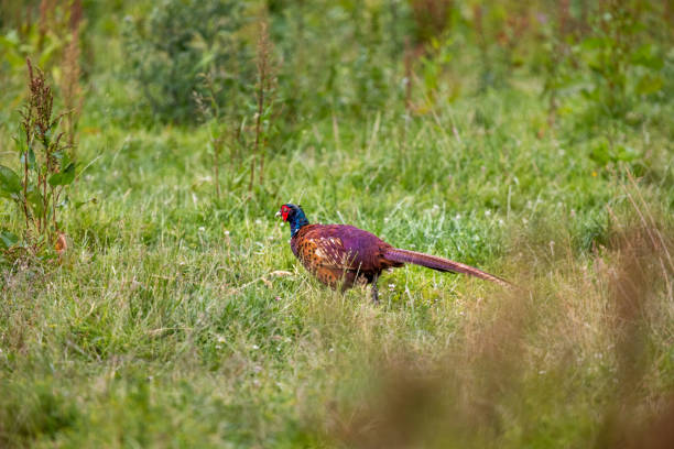 Pheasant cock in a field. The pheasant is a popular bird in Denmark where it was set out as a hunting target in the 1870ties