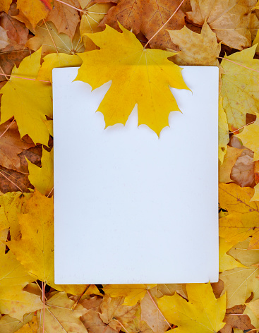 A blank card with copy space on golden autumn leaves.