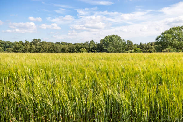 istock Barley field and a natural hedge 1327276177