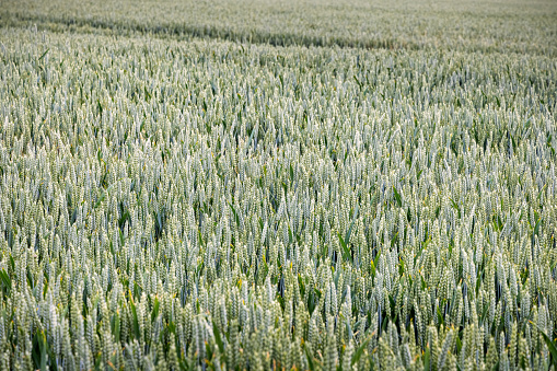 Wheat field in Lolland, an remote part of Denmark famous for its many farms