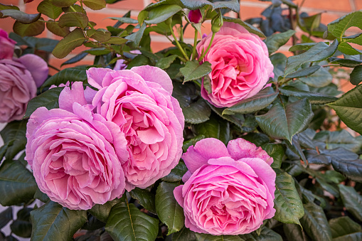 Beautiful pink roses in a summer garden. Selective focus.