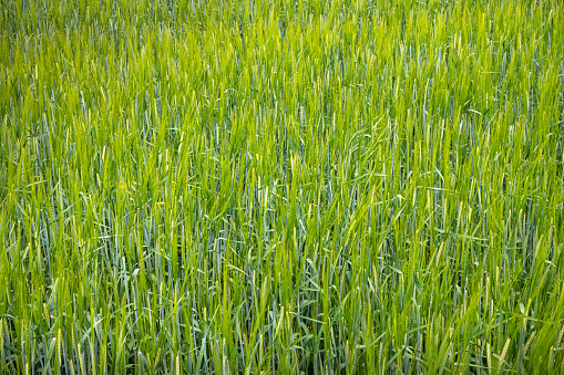 Barley field in the summer at Lolland an island south of Zealand which is an agricultural area famous for its flat fields