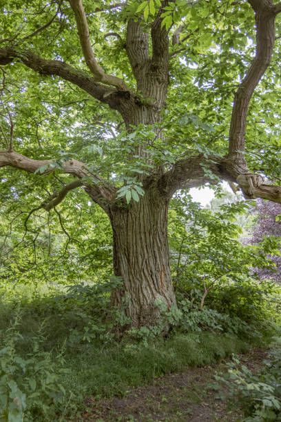 istock Trunk of an old oak tree 1327276648