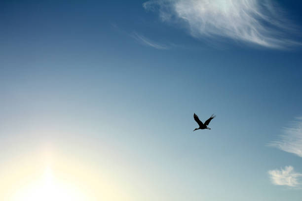 silhouette of a stork high in the sky