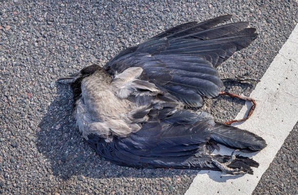 Road killed hooded crow, the crows are quite common in Denmark and are partly living from road kills. Normally they are too smart and fast to end this way but this one was out of luck