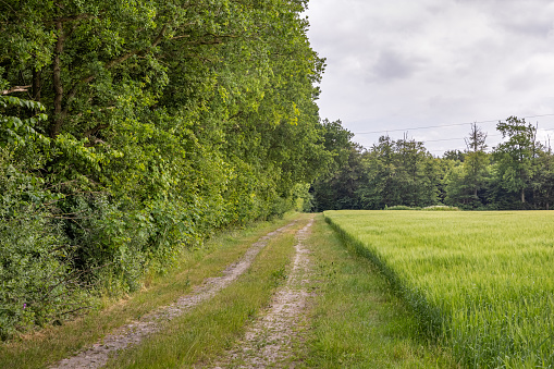 Dirt road between a natural hedge and a cereal field in a rural area in Lolland, a remote part of Denmark which is famous for its agricultural industry
