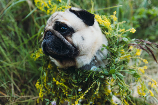 istock Cute dog wearing flower wreath during Kupala Night 1327281020
