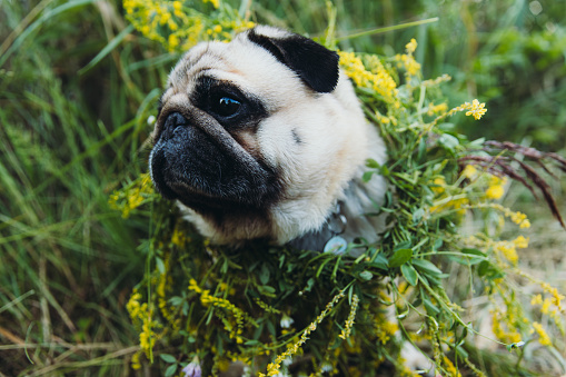 Small fluffy dog - pug breed having fun at the lake wearing wreath with flowers