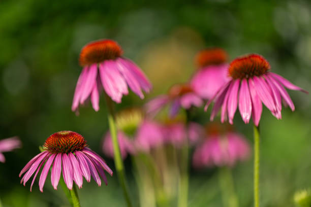istock purple coneflowers (echinacea) in full bloom 1327281110