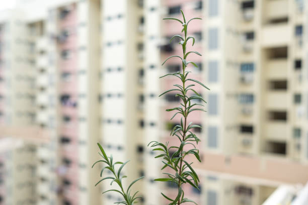 istock Two branches of Rosemary leaves 1327281192