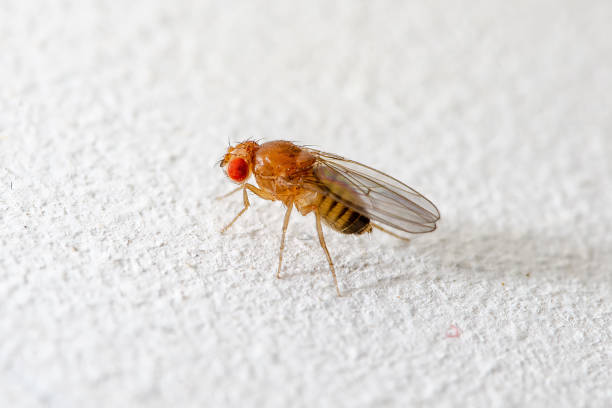 istock Exotic Drosophila Fruit Fly Diptera Parasite Insect on White Background 1327281262