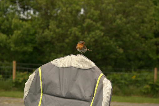 Image of a robin redbreast perching.