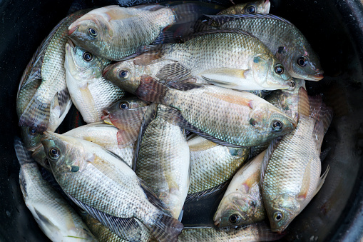 Pattern of Nile Tilapia in market View from above.