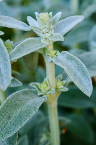 istock Beautiful Labs ear flower 1327282605