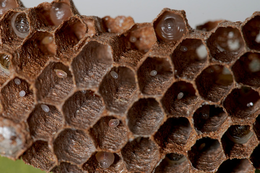 close up of bee's eggs inside the bee hive