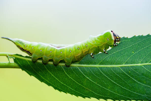 istock Cerura Vinula or Puss Moth Caterpillar on Green Background Macro 1327284029
