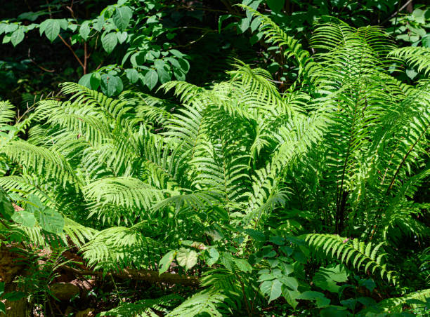 Ostrich fern Ostrich fern growing in wooded area shuttlecock fern stock pictures, royalty-free photos & images