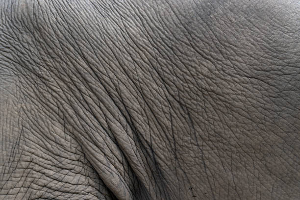istock closeup elephant skin. texture and background 1327284897