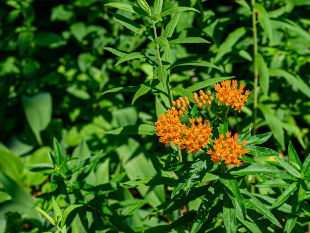istock Butterfly milkweed flowers 1327285038