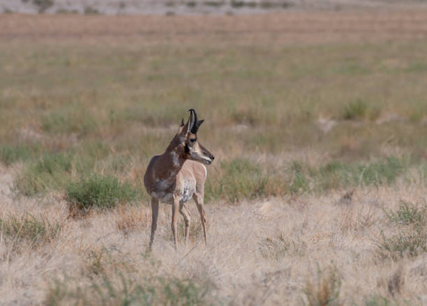 istock Pronghorn Antelope Buck in Utah 1327285926