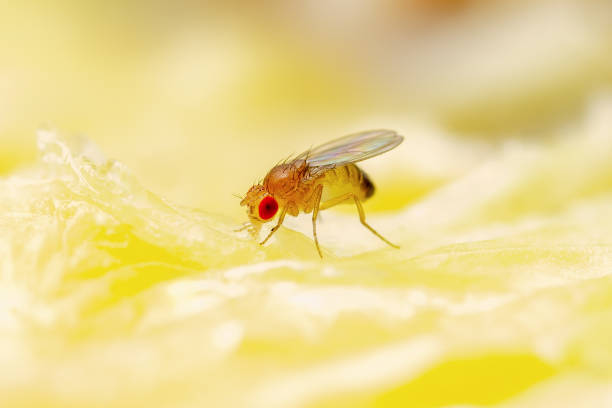 istock Tropical Fruit Fly Drosophila Diptera Parasite Insect Pest on Ripe Fruit Vegetable Macro 1327286895